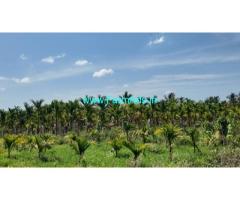2 Acre 32 gunta Arecanut Farm for Sale Near Chelur