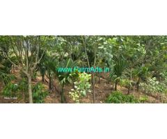 17 guntas Robusta, Areca new plantation sale in Mudigere