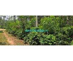 4.5 acre Arabica well maintained plantation sale in Chikmagalur