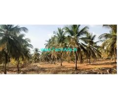 21 Acres yielding coconut garden for sale near Hiriyur