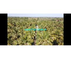 236 acres coconut farm Sale near Mysore