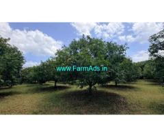 1.31 Acre Agriculture Land For Sale With Mango Trees
