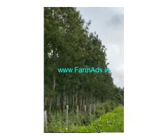3.95 Acre Land Silver Trees For Sale Piriyapatna