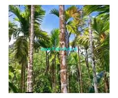Agriculture Land For Sale In Guthigaru Sullia 1.50 Acres