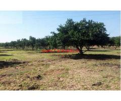 4 Acres Agriculture Land with Mosambi tress For Sale  in Chennur - Kadapa