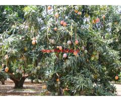 6 Acres Mature Mango Farm for sale in Zaheerabad - Telangana