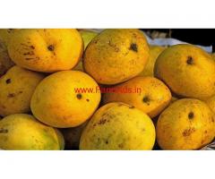 6 Acres Mature Mango Farm for sale in Zaheerabad - Telangana