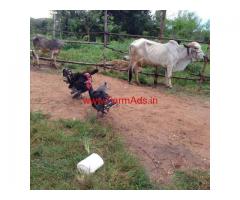 Certified Organic Farm (1.4 Acres) for sale in Magadi