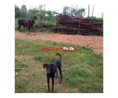 Certified Organic Farm (1.4 Acres) for sale in Magadi
