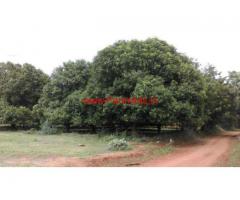 6 Acres Mango Farm Land for sale in Nuzvid - Krishna District