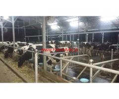Modern Dairy Farm for sale At Kozhinjampara - Palakkad