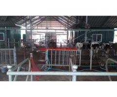 Modern Dairy Farm for sale At Kozhinjampara - Palakkad
