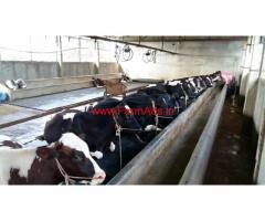 6.5 Acres Dairy farm for sale near Kaiwara, Bangalore