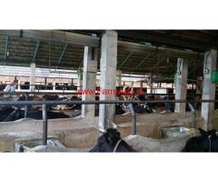 Cow dairy farm for sale at kallar, Thiruvananthapuram.