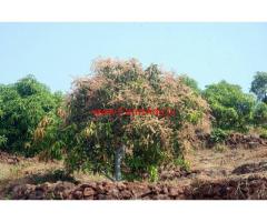 350 alphonso mango farm land + mango pulp factory in devgad