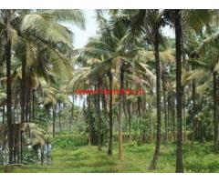 1.36 Acres Coconut Farm for sale at Sathenahalli Gate - Gubbi