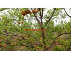 13 acres beautiful farm land for sale near berigai hosur.