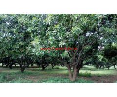 4 Acres Mango Farm for sale at Kothapalli - Wardhannapet - Warangal