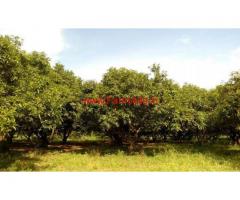 4 Acres Mango Farm for sale at Kothapalli - Wardhannapet - Warangal