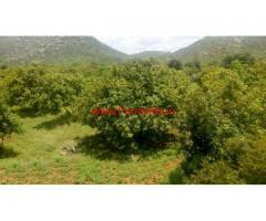 4.5 acre Mango groove for sale in Marrikuntapalli - Chitoor