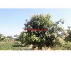 20 acre Mango groove is available for sale in Nimmanapalli - Chitoor