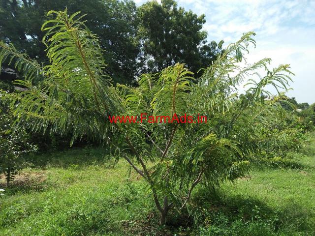 Farm Land For Sale Near Bangalore At Berigai Bangalore Farmads In