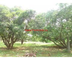 2.5 Acres Mango Farm for sale at Ravikamatham manadal - Vizag